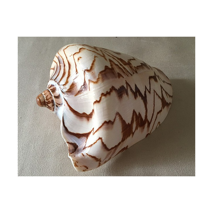 Cymbiola Nobilis 15/17cm par 3