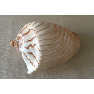 Cymbiola Nobilis Striée 12/14cm lot de 6