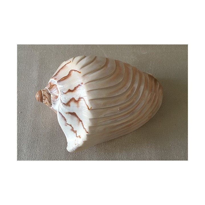 Cymbiola Nobilis Striée 12/14cm lot de 6