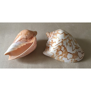 Cymbiola Nobilis 9/11cm by 25