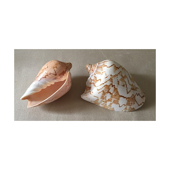 Cymbiola Nobilis 9/11cm by 25