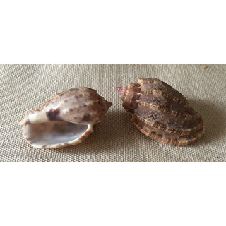 Harpa Amourette 2/3cm by 12