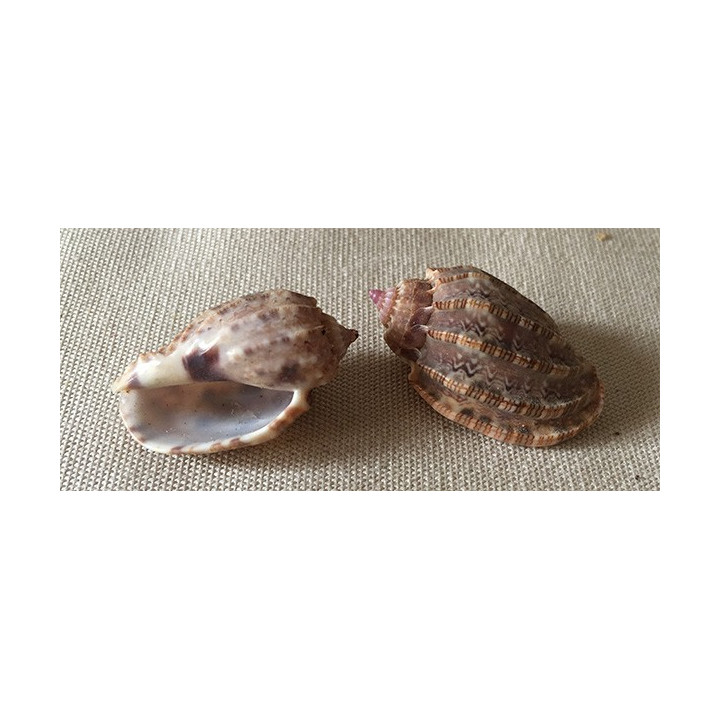 Harpa Amourette 2/3cm par 12