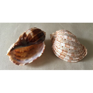 Harpa Major 9cm by 10