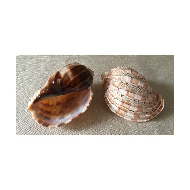 Harpa Major 9cm by 10