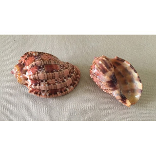 Harpa Harpa 5/6cm lot of 6