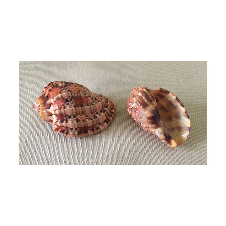 Harpa Harpa 5/6cm lot de 6