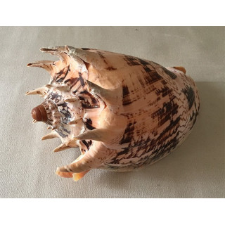 Imperial Volute 18/20cm lot of 1