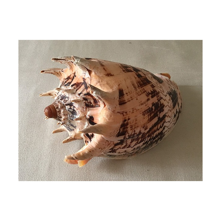 Imperial Volute 18/20cm lot of 1