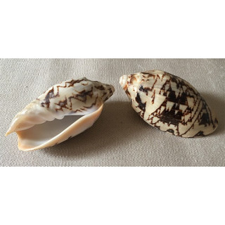 Voluté Vespertilio Rouge 6/7cm lot de 10