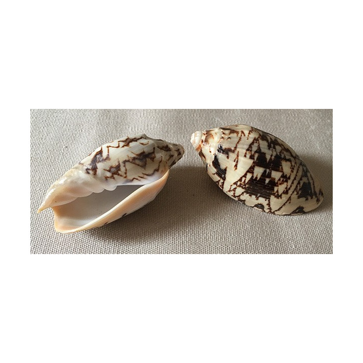 Voluté Vespertilio Rouge 6/7cm lot de 10