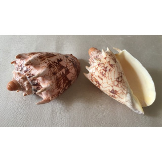 Imperial Volute 10/12cm lot of 2