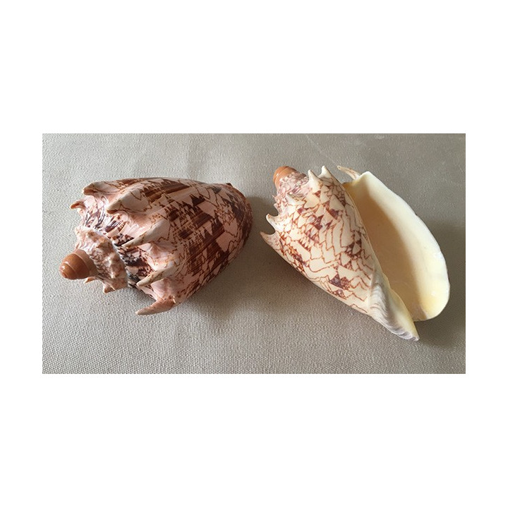 Imperial Volute 10/12cm lot of 2