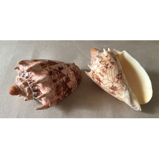 Imperial Volute 15/17cm lot of 1