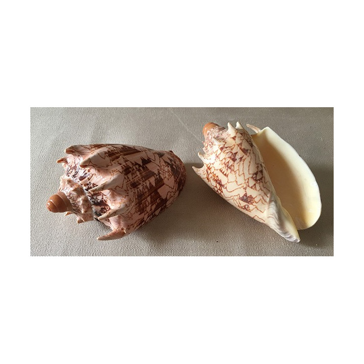 Imperial Volute 15/17cm lot of 1