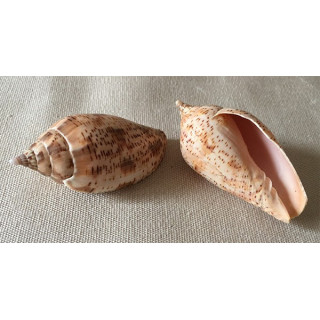 Volute Laponica 6/7cm lot of 3