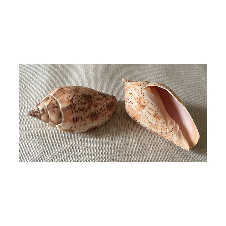 Volute Laponica 6/7cm lot of 3