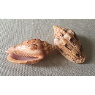 Volute Musica 5/7cm by 1