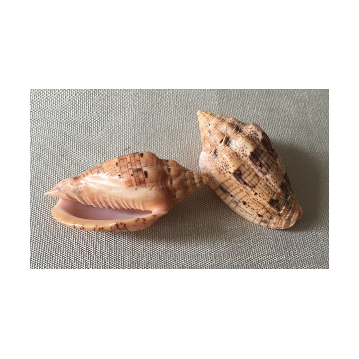 Volute Musica 5/7cm par 1