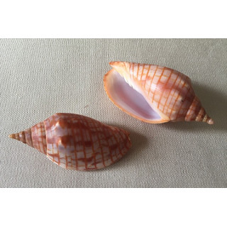 Volute arausiaca 6.5/7.5cm lot of 1