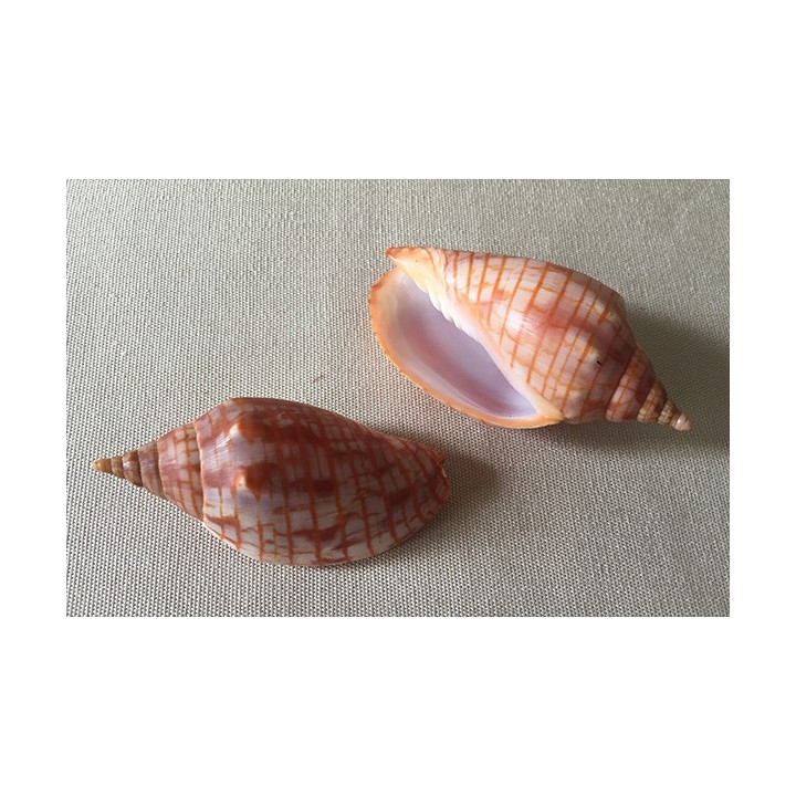 Volute arausiaca 6.5/7.5cm lot of 1