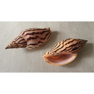 Volute Loroisi 9/10cm lot de 1