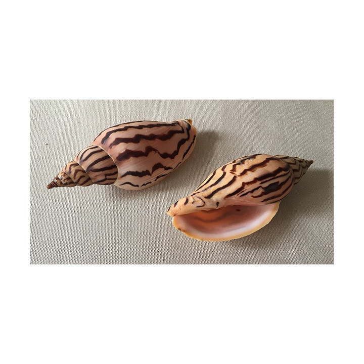 Volute Loroisi 9/10cm lot of 1