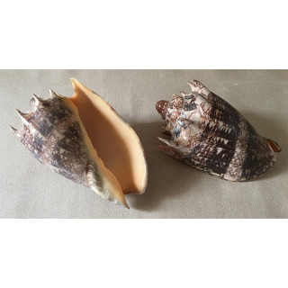 Imperial Volute 12.5/15cm lot of 2