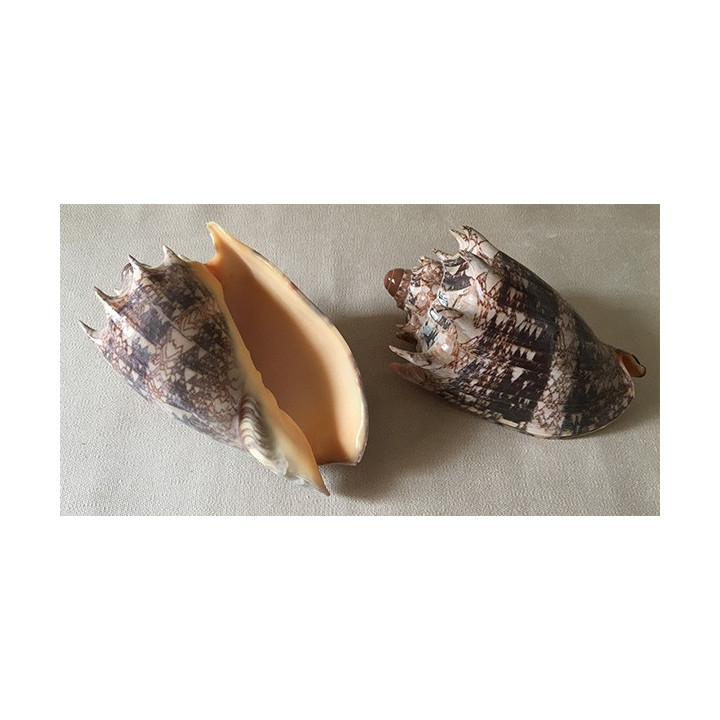 Imperial Volute 12.5/15cm lot of 2