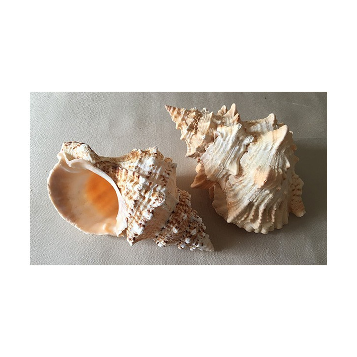 Bursa Bubo 18/20cm by 3