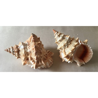 Bursa Lissotoma 14/15cm by 6