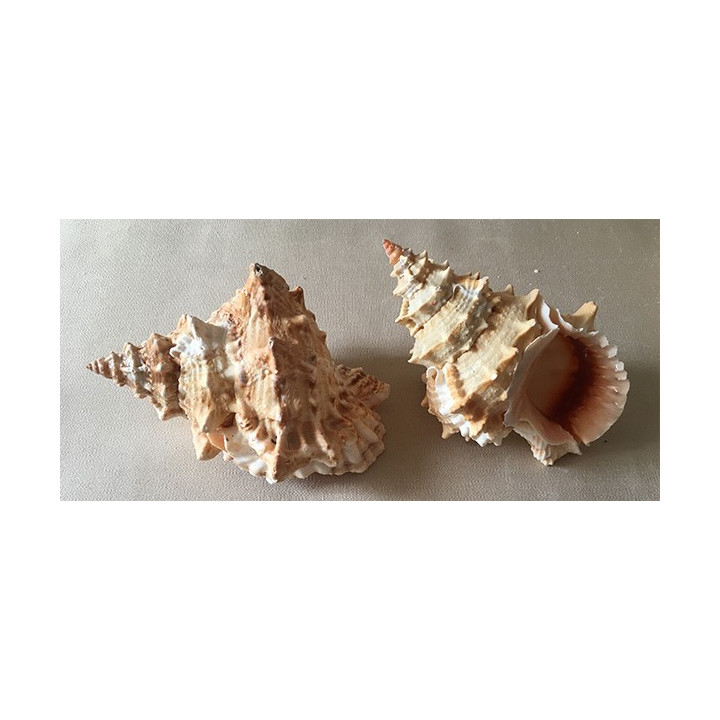 Bursa Lissotoma 14/15cm par 6