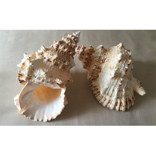 Bursa Bubo 20/23cm by 3