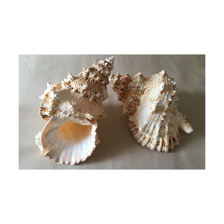 Bursa Bubo 20/23cm by 3