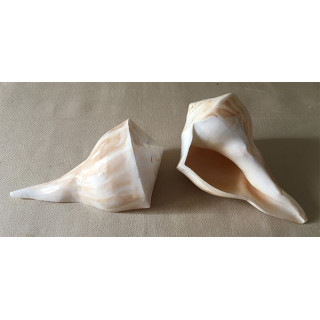 Polished busicom 15/17cm by 12