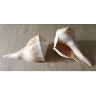 Polished busicom 18/20cm by 6