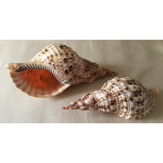 Charonia Tritonis 28/32cm par 1