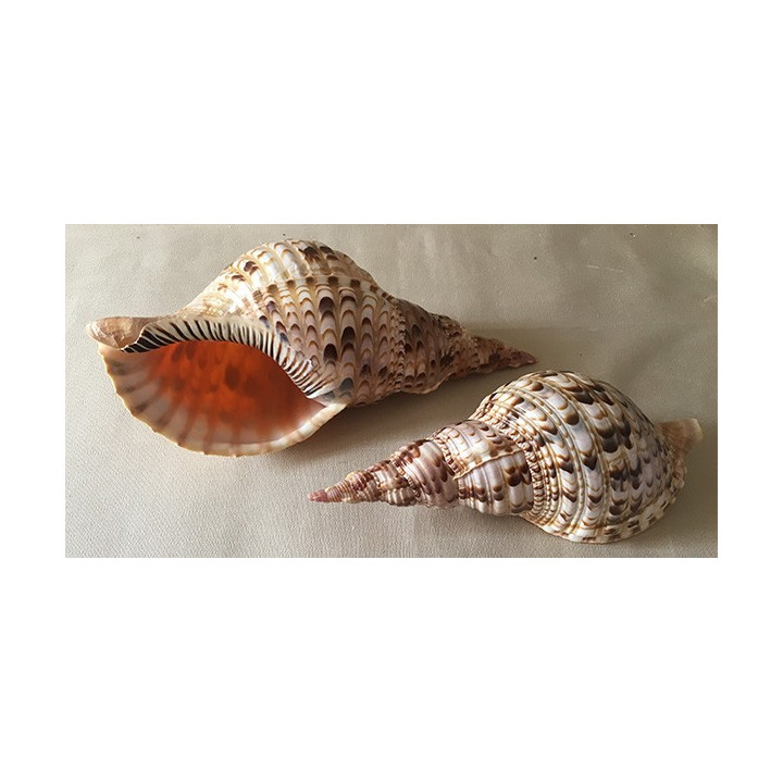 Charonia Tritonis 28/32cm by 1