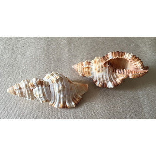 Cymatium pileare 8/9cm by 12