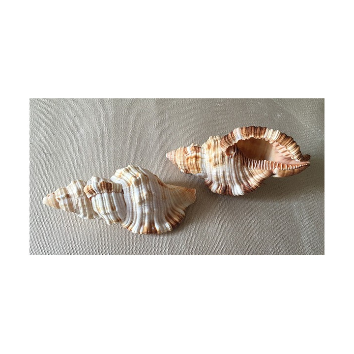 Cymatium pileare 8/9cm par 12