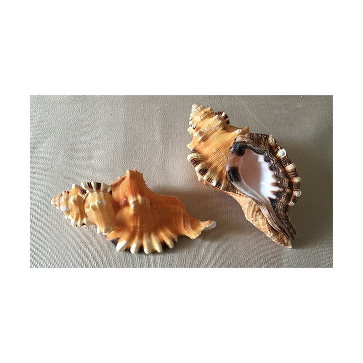 Cymatium Lotorium 8/12cm par 12