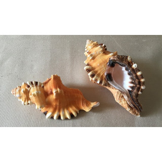 Cymatium Lotorium 10/15cm by 6 