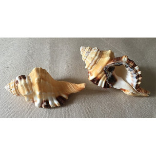 Cymatium Grandimaculatum 9/11cm par 12