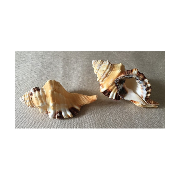 Cymatium Grandimaculatum 9/11cm par 12