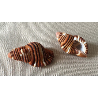 Cymatium Hepaticum 4cm par 4