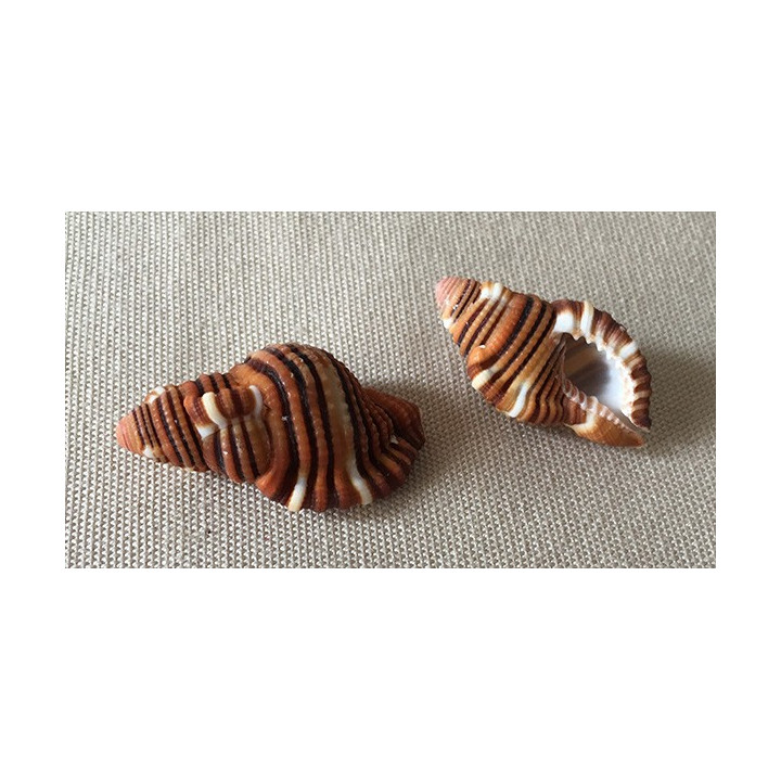 Cymatium Hepaticum 4cm par 4