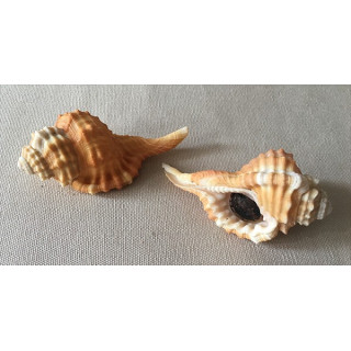 Cymatium Sarcostonum with Opercule 8/9cm by 3