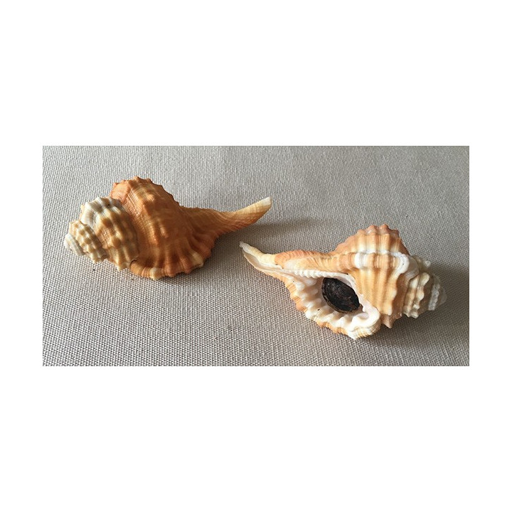 Cymatium Sarcostonum with Opercule 8/9cm by 3