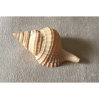 Distorsio Reticulata 6.5/7cm by 6