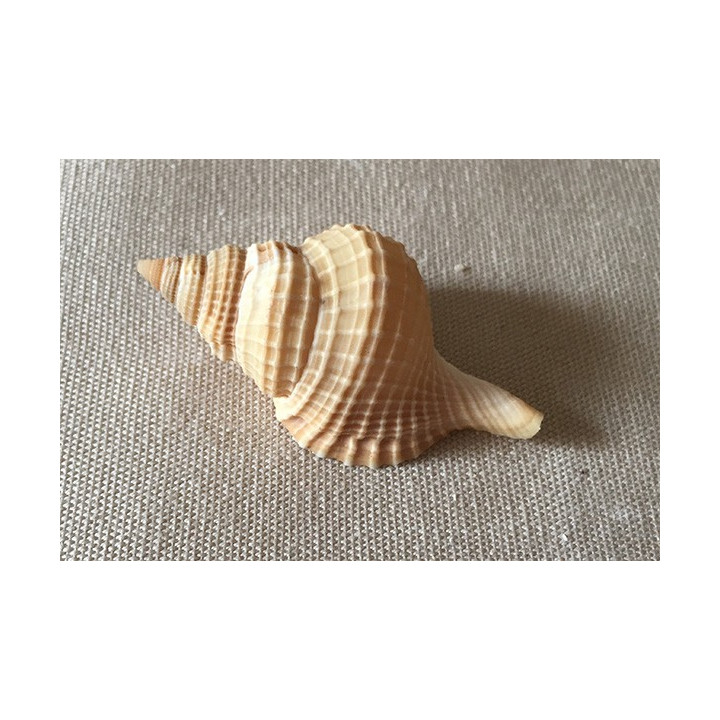 Distorsio Reticulata 6.5/7cm par 6